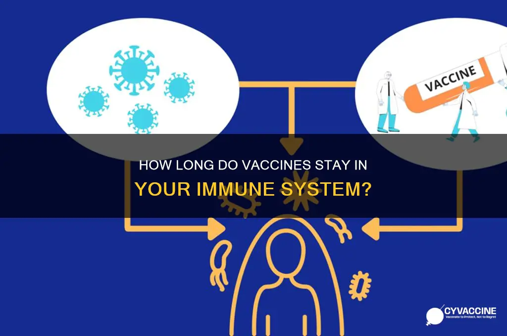 how quickly do vaccines leave the immune system