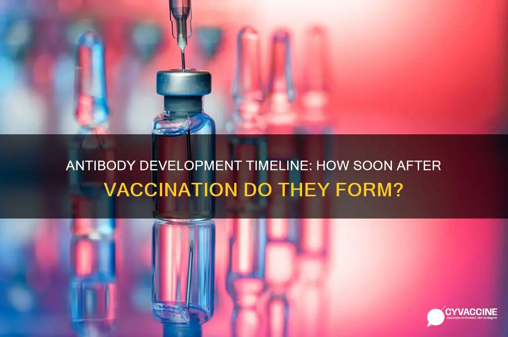 how quickly do you develop antibodies after vaccine