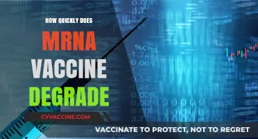 How Fast Does mRNA Vaccine Degrade in the Body?