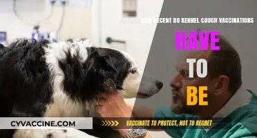 Kennel Cough Vaccination Timing: How Recent Is Recent Enough?