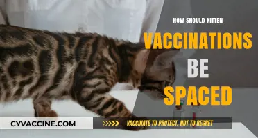 Optimal Kitten Vaccination Schedule: Spacing Guidelines for Healthy Growth