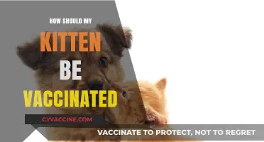 Essential Kitten Vaccination Guide: Protecting Your Feline Friend's Health