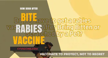 Rabies Vaccine Timing: How Soon After a Bite Should You Act?