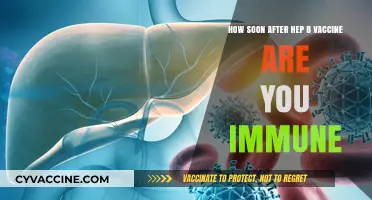 Hep B Vaccine Immunity Timeline: When Does Protection Begin?
