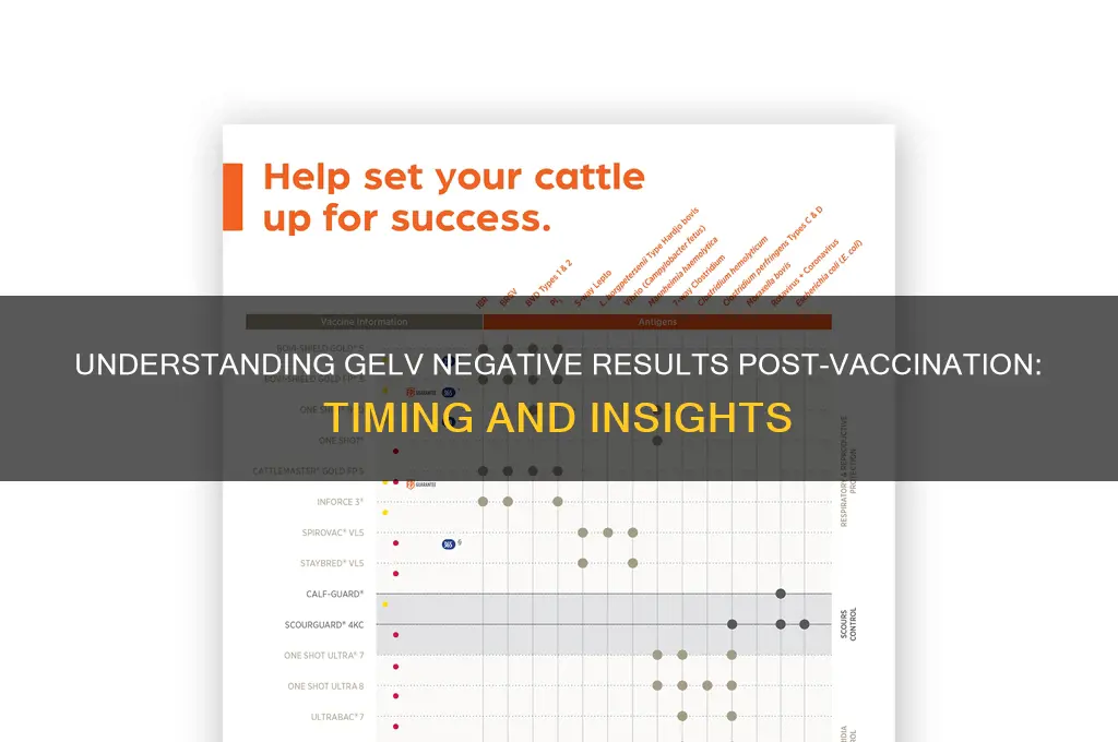 how soon after vaccinating gelv negative