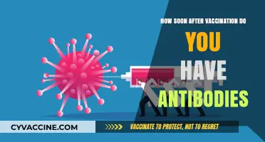 When Do Antibodies Develop Post-Vaccination: A Timely Breakdown