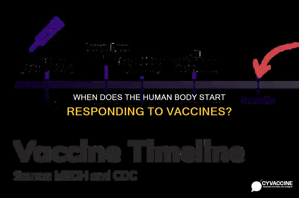 how soon do humans begin to have a vaccine response