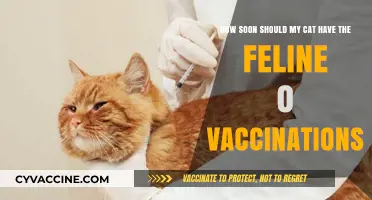 When to Vaccinate Your Cat: Feline O Shot Timing Guide
