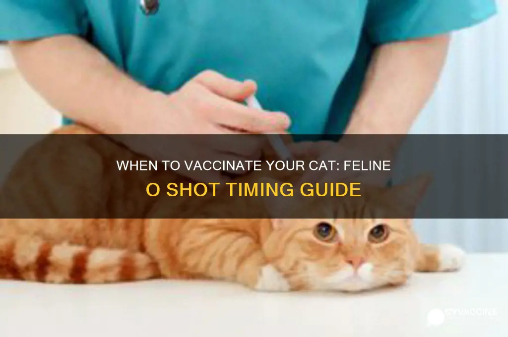 how soon should my cat have the feline o vaccinations