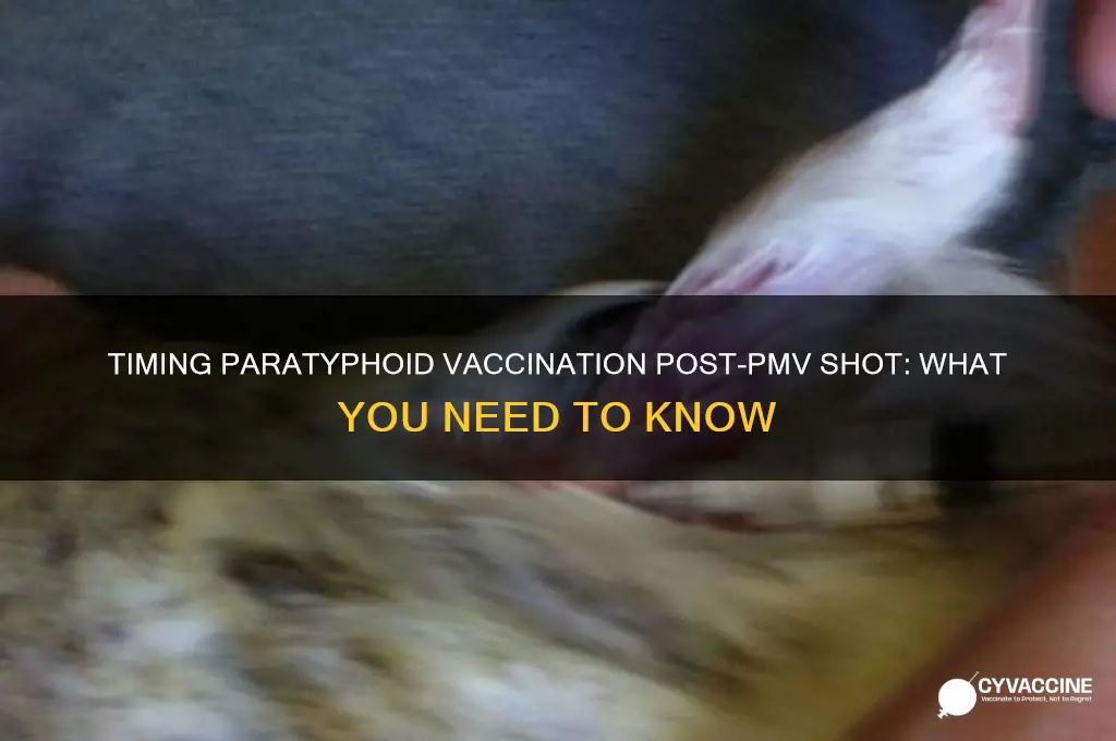 how soon to vaccinate for paratyphoid after pmv shot
