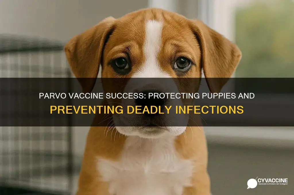 how successful is the parvo vaccine