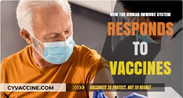 Understanding Immune Responses: How Vaccines Trigger Protection Against Diseases