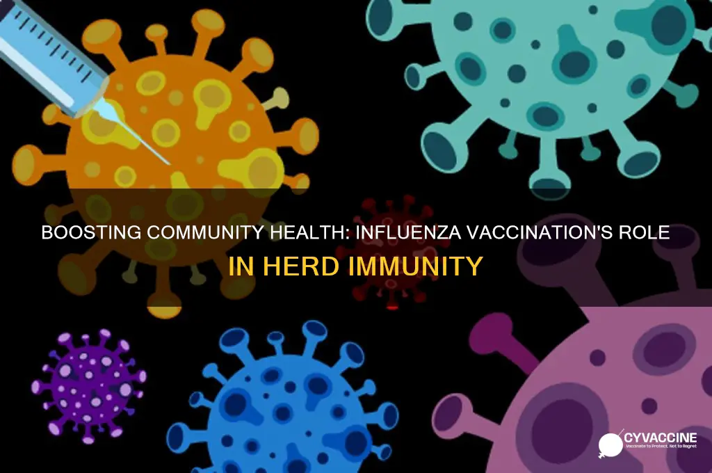 how the influenza vaccination affects herd immunity of our community