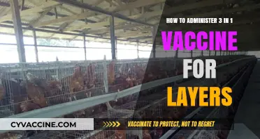 Administering 3-in-1 Vaccine for Layers: A Step-by-Step Guide