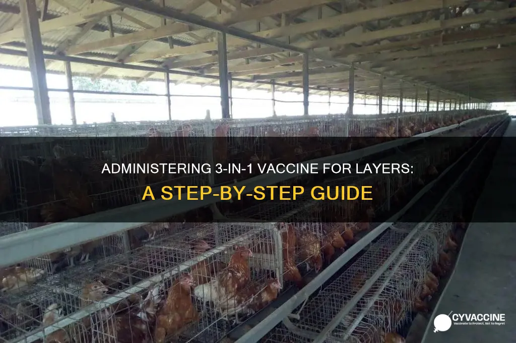 how to administer 3 in 1 vaccine for layers