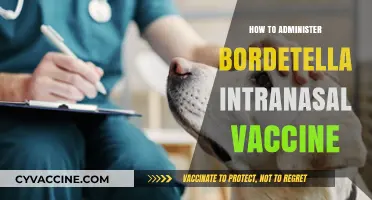 Administering Bordetella Intranasal Vaccine: A Step-by-Step Guide for Pet Owners