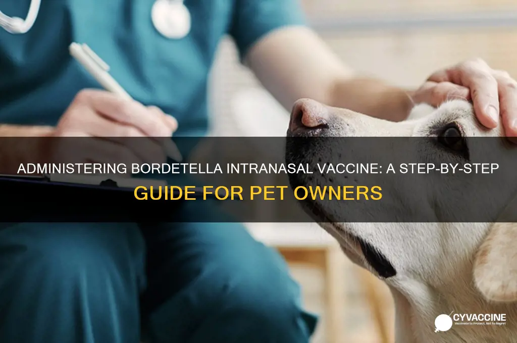 how to administer bordetella intranasal vaccine