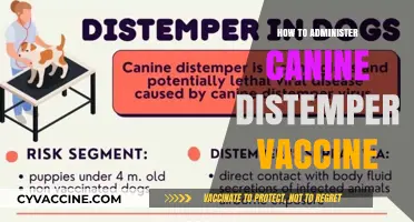 Effective Canine Distemper Vaccination: A Step-by-Step Administration Guide
