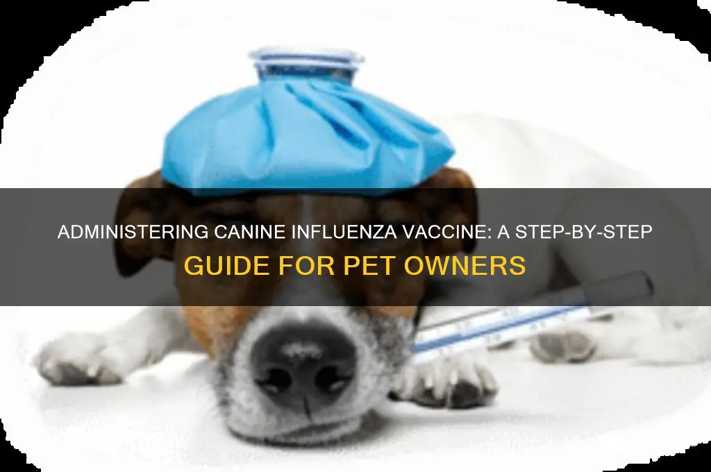 how to administer canine influenza vaccine