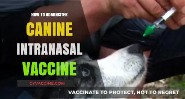 Step-by-Step Guide to Administering Canine Intranasal Vaccines Safely