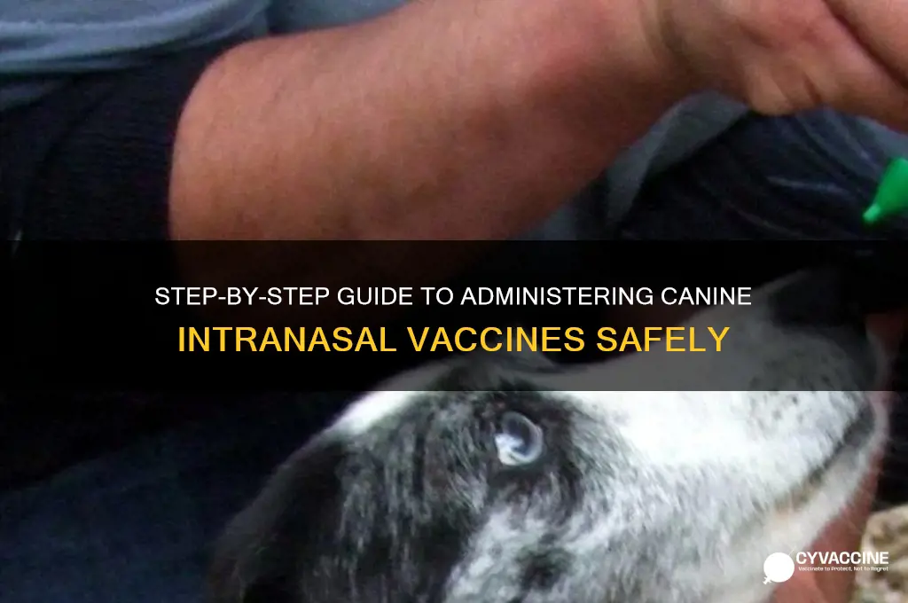 how to administer canine intranasal vaccine