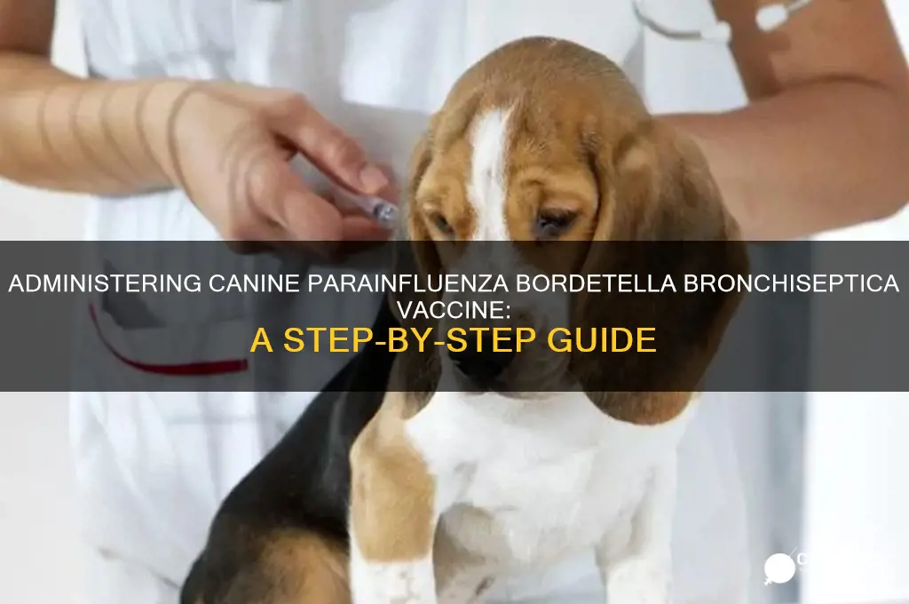 how to administer canine parainfluenza bordetella bronchiseptica vaccine