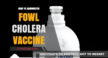 Effective Fowl Cholera Vaccine Administration: A Step-by-Step Guide for Poultry Farmers
