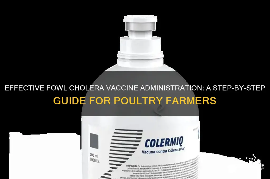 how to administer fowl cholera vaccine
