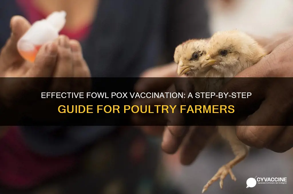 how to administer fowl pox vaccine