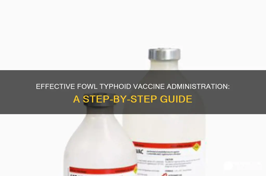 how to administer fowl typhoid vaccine