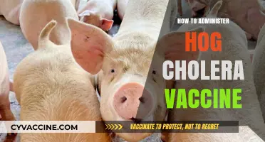 Effective Hog Cholera Vaccine Administration: A Step-by-Step Guide for Farmers