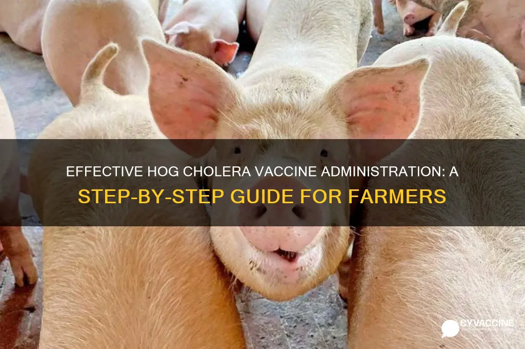 how to administer hog cholera vaccine