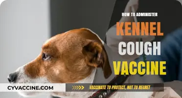 Administering Kennel Cough Vaccine: A Step-by-Step Guide for Pet Owners