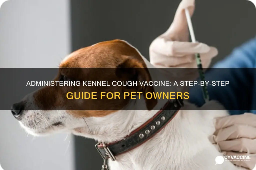 how to administer kennel cough vaccine