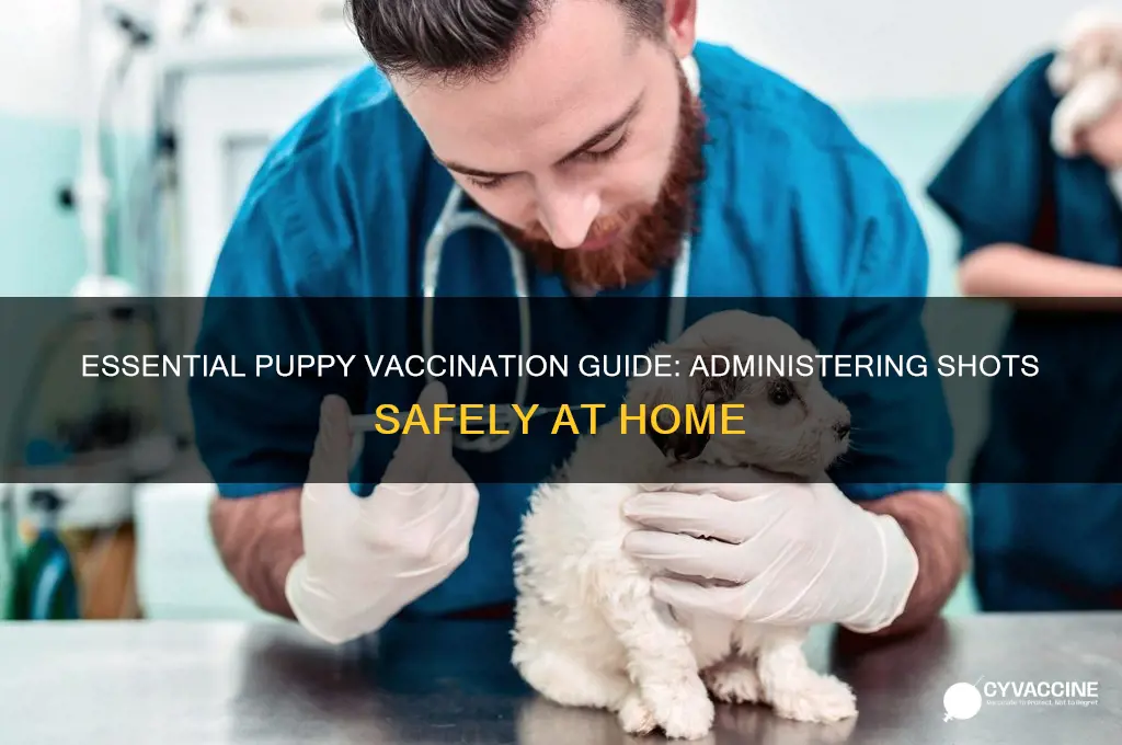 how to administer vaccine to puppy