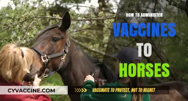 Effective Horse Vaccination: A Step-by-Step Guide for Equine Care