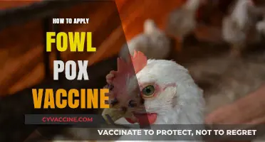 Effective Fowl Pox Vaccine Application: A Step-by-Step Guide for Poultry Farmers