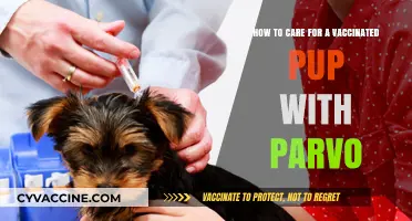 Caring for Your Vaccinated Puppy: Parvo Recovery and Prevention Tips