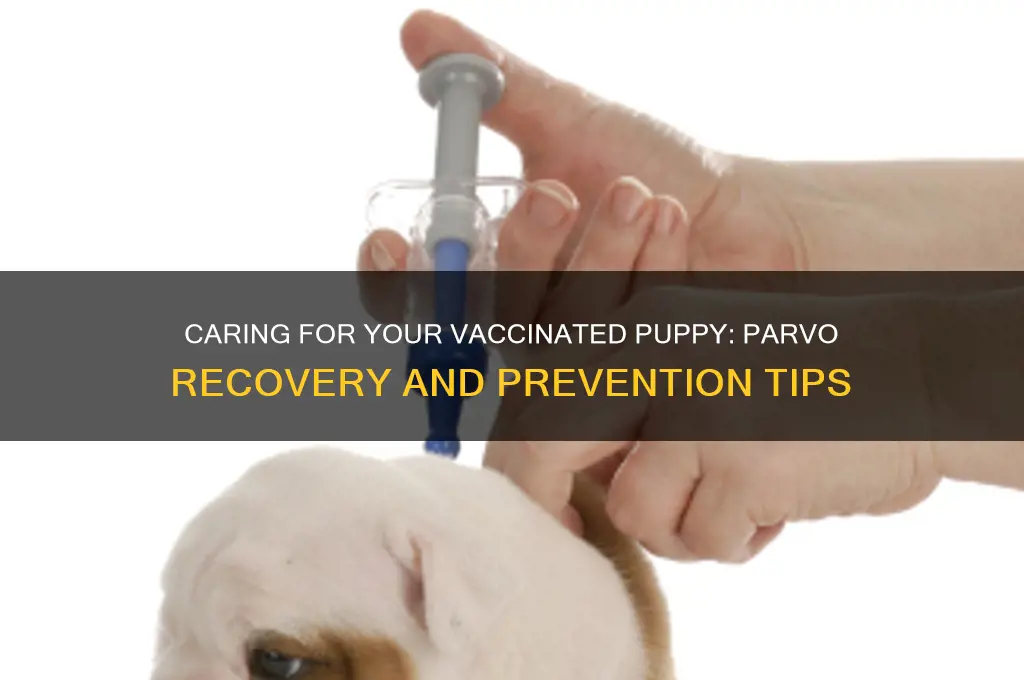 how to care for a vaccinated pup with parvo