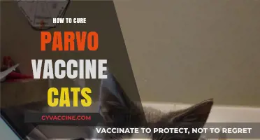 Effective Parvo Treatment and Prevention Tips for Vaccinated Cats