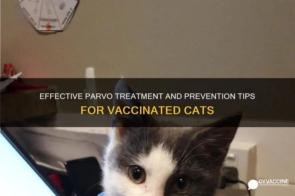 how to cure parvo vaccine cats