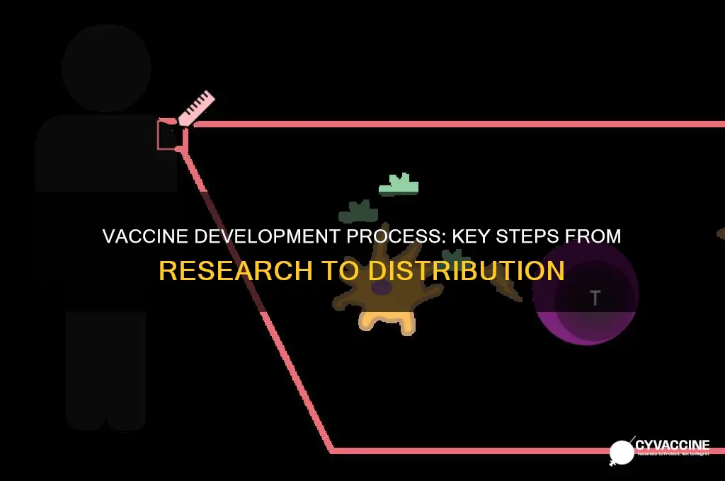 how to develop a vaccine what are the steps involved