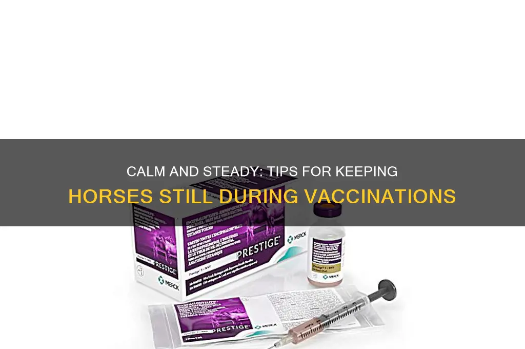how to encourage a horse to be still for vaccines