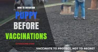 Safe Puppy Playtime: Creative Indoor Activities Before Vaccinations
