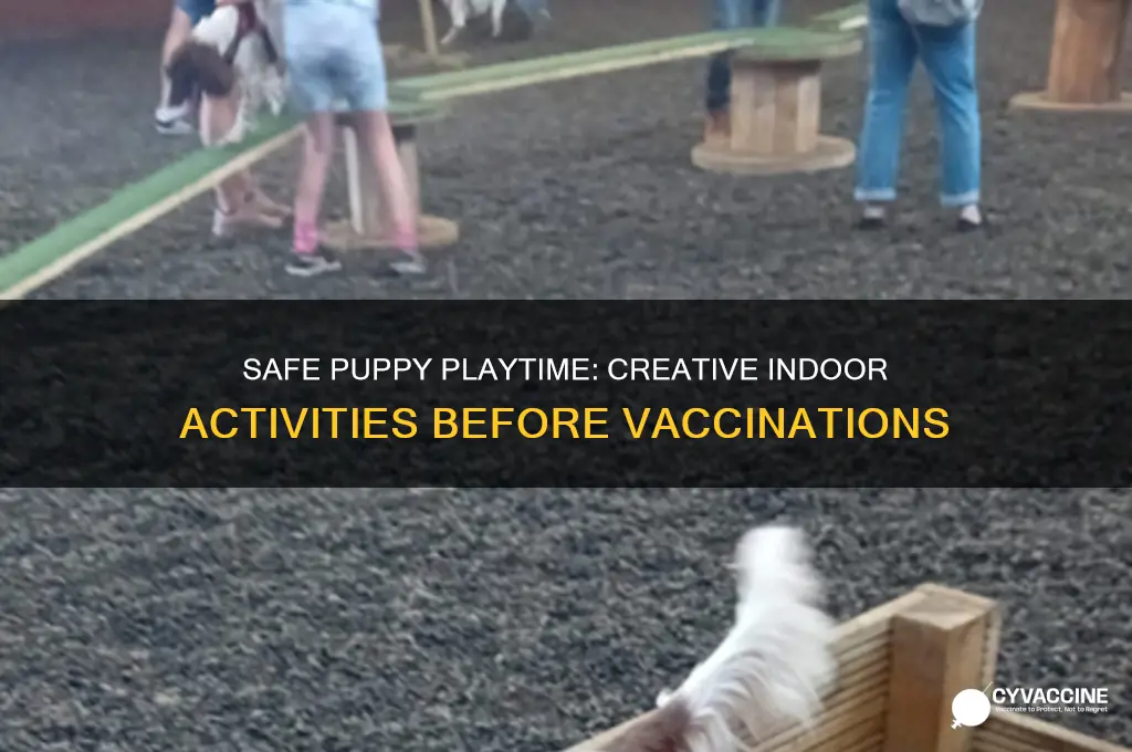 how to entertain puppy before vaccinations