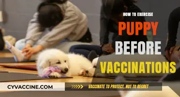 Safe Puppy Exercise Tips: Pre-Vaccination Activities for Healthy Growth
