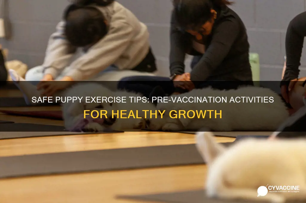 how to exercise puppy before vaccinations