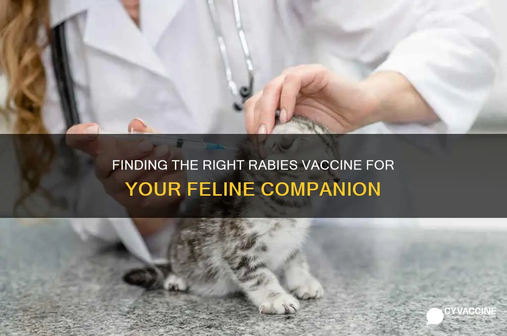 how to find out rabies vaccine for cat