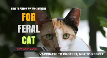 Effective Post-Vaccination Care for Feral Cats: A Comprehensive Guide