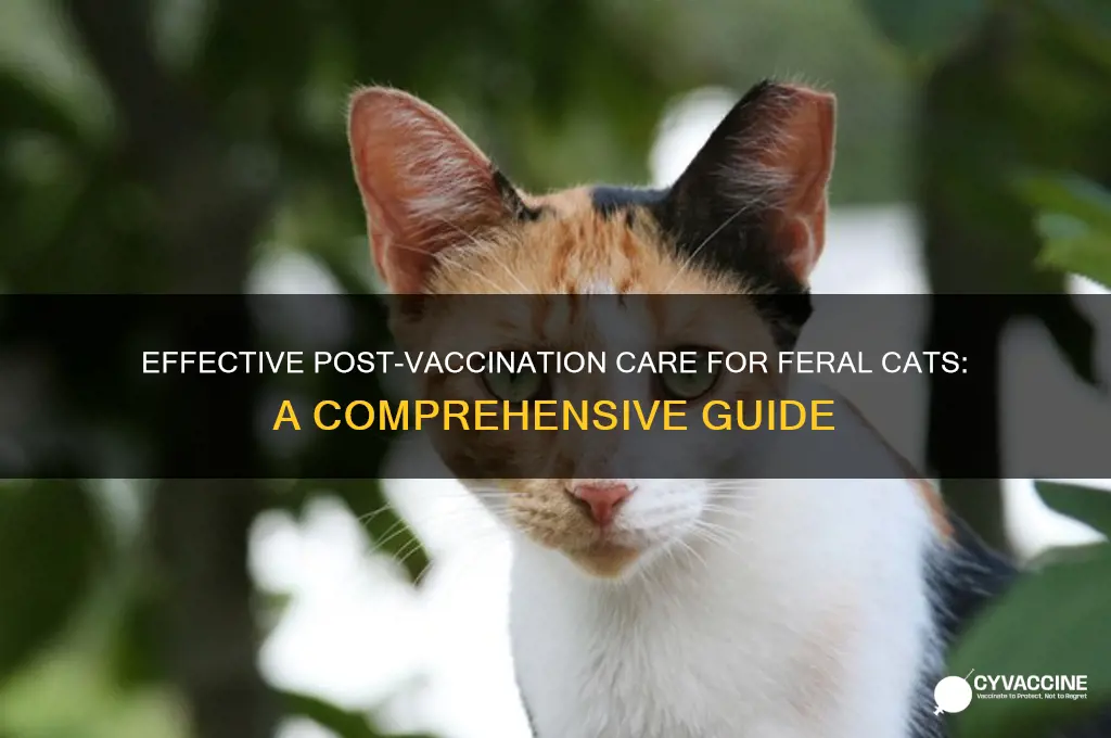 how to follow up vaccinations for feral cat